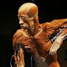 One of the exhibits in the Body Worlds: The Anatomy of Happiness show.