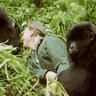 David Attenborough with the gorillas in Rwanda in his documentary Life on Earth.
