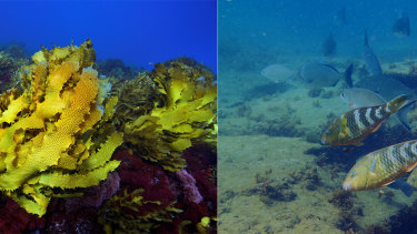 The kelp forest off Western Australia was badly affected by a marine heatwave in 2011, as these before and after images show.