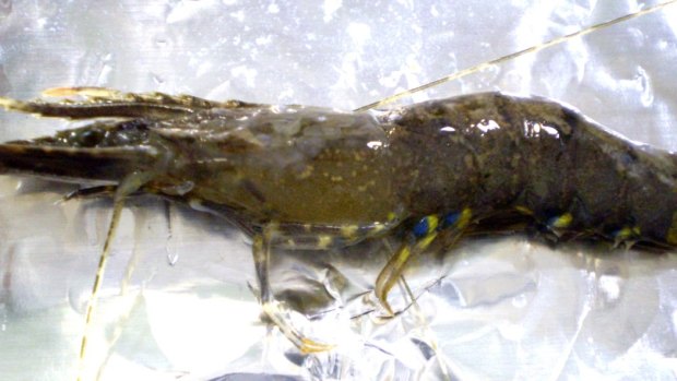 A green prawn infected with white spot disease.