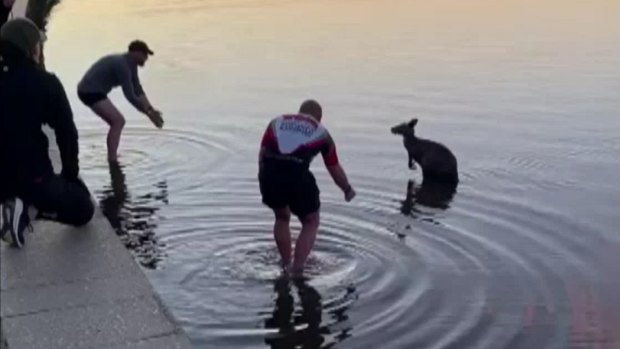 Kangaroo pulled from Canberra lake in viral video euthanised by vet