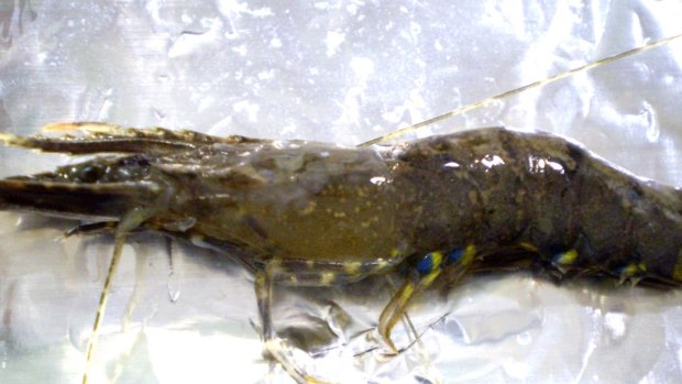 A green prawn infected with white spot disease.