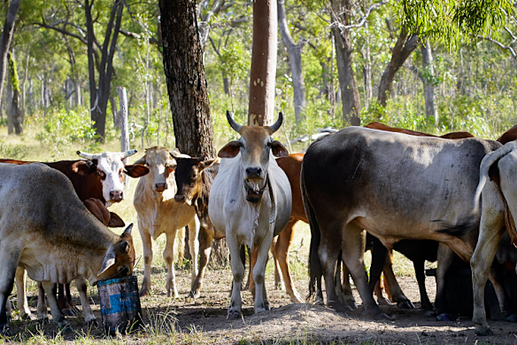 Wild cattle on Balnggarrawarra Country in Cape York.