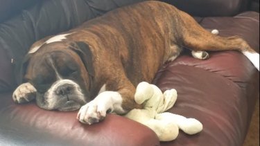 Duke the Boxer died while on a flight from Sydney to Brisbane.