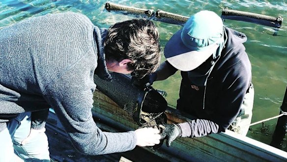 "Not a good look for the industry": The investment in Australian Oyster Coast has not been well-received by others in the industry. 