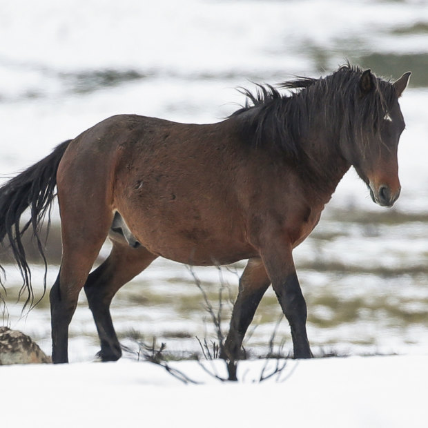 A brumby by the Snowy Mountains Highway near Kiandra, NSW, earlier this month.