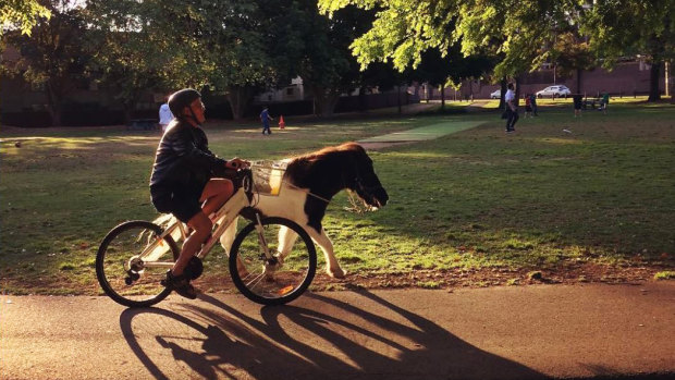 Summer Hill pony, Horse, will be allowed to continue living with owner Eric Findlay.