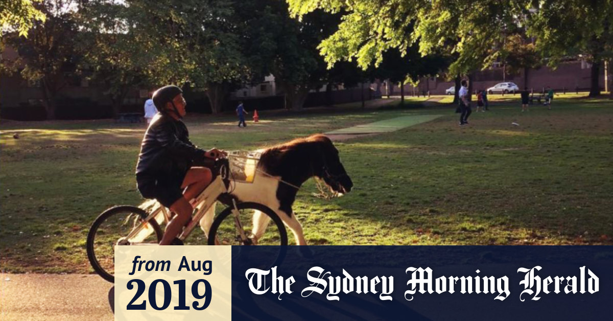 Man To Keep Pony After Intense Neighbourhood Dispute Spans Years