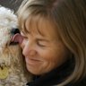 A poodle found in Werribee, with Sue Conroy of The Lost Dogs' Home.