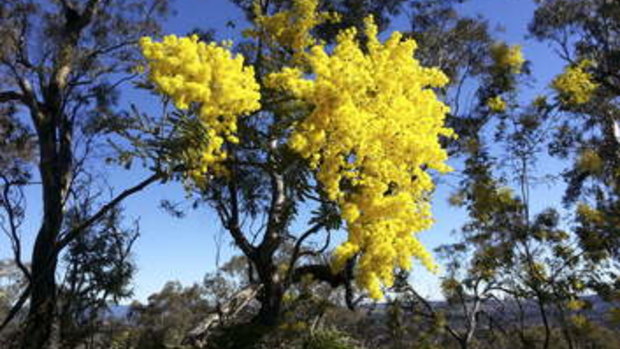 What we can expect from Brisbane's weather in spring