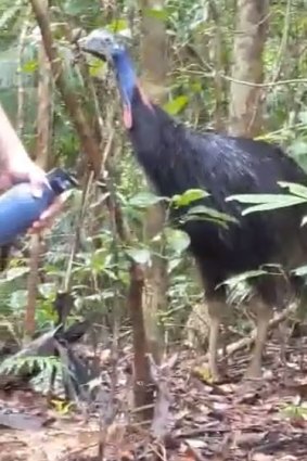 Footage shows the cassowary following the bushwalkers for several minutes. 