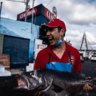 Fish Market kicks off 36-hour marathon as Sydney prepares for Christmas