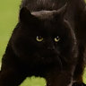 Black cat evades state troopers, steals the show, goes viral ...
