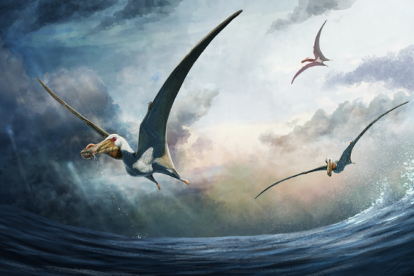 An artist’s reconstruction of the newly discovered species of Australian pterosaur, Haliskia peterseni.