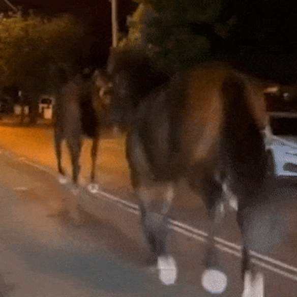 Three horses darting down Rocky Point Road near the Captain Cook Bridge at Sans Souci. 