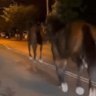 Three horses captured after galloping through main roads in Sydney’s south