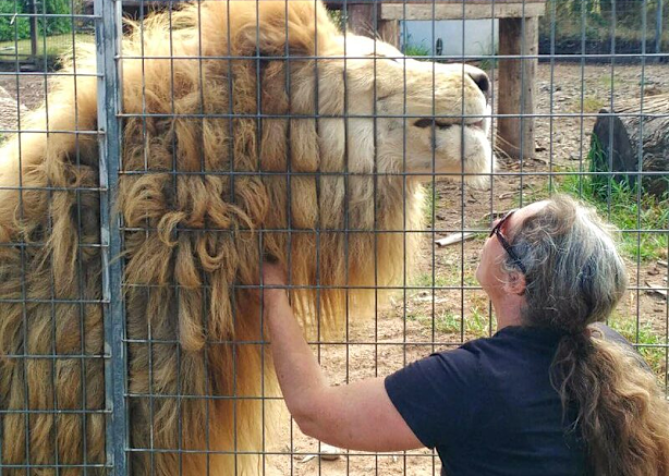 Zoo owner’s response to claims lions tortured and starved