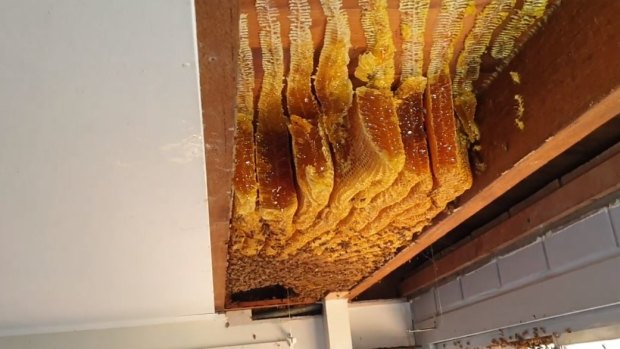 Fifty kilograms of honey and 60,000 bees were found inside the roof of a Bracken Ridge home. 