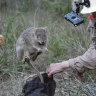 Why this little digger’s return to Sydney is so important