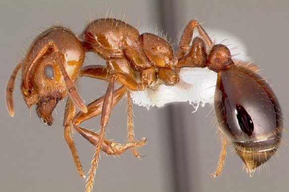 It will cost us to keep red imported fire ants at bay, and cost us more if we don’t. 