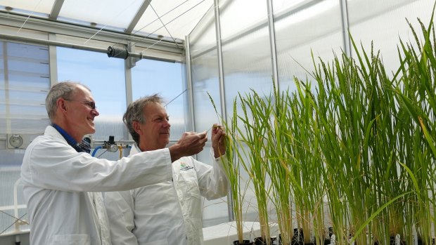 Professor John Evans (left) hopes a plant science conference in Brisbane will  encourage more to be done to secure grain yields.