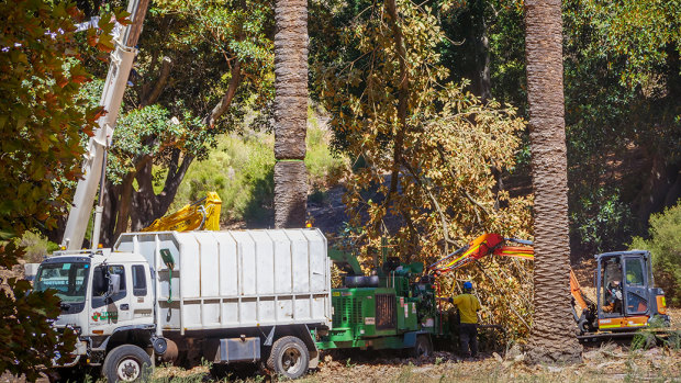 Perth Zoo, Rottnest trees felled in shot-hole borer’s ruthless march