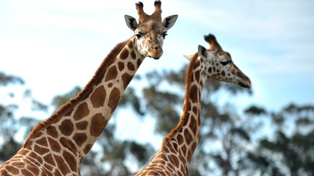 Werribee Zoo mourns loss of 'gentle giant' Thembi the giraffe