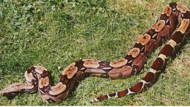 Australian Snake Catchers issued this picture of a boa constrictor, similar to the snake whose newly shed skin was found.