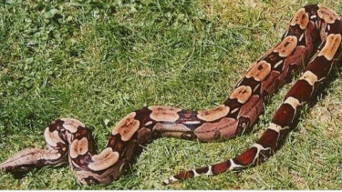 Australian Snake Catchers issued this picture of a boa constrictor, similar to the snake whose newly shed skin was found.