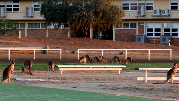 Rural community fights back after students at local school outnumbered by kangaroos