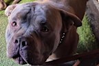 Police are patrolling nearby streets after the Pitbull mauled a smaller dog to death and took off in Pascoe Vale.