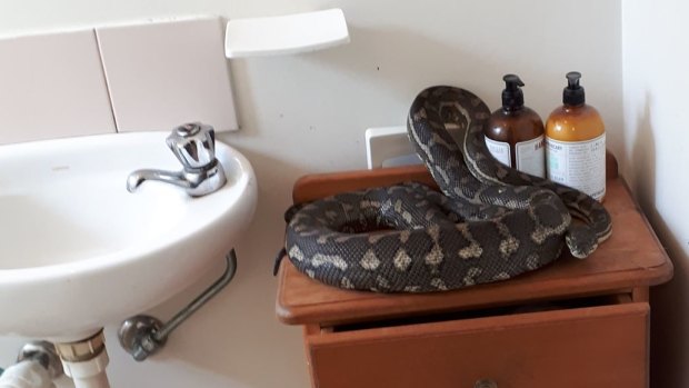 A large carpet python was found in an Indooroopilly bathroom.