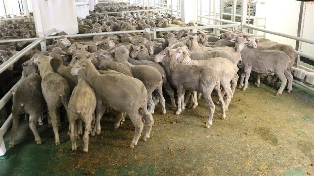 Sheep are loaded onto a boat at Fremantle on December 5. The live export industry was warned in 2013 that it must raise animal welfare standards.