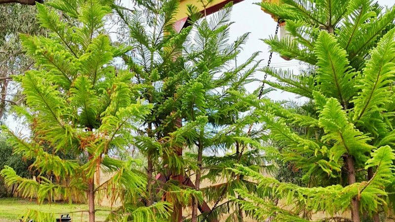 This coastal council planted seven trees, then ripped them out. Now, they’re going back in
