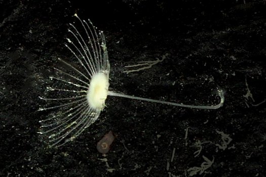 Qld scientist discovers six mysterious sponges defying ocean depths