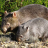 Queensland-designed 'hospital burrow' to help save wombats from extinction