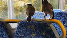The two myna birds were filmed enjoying a ride on a Sydney train.