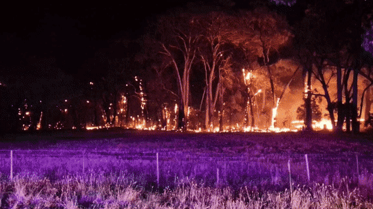 O incêndio florestal em Longwood está fora de controle. 