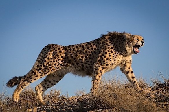 An Asiatic cheetah, photographed in 2015.