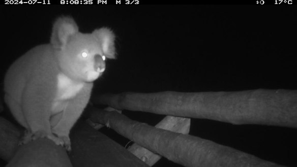 More than 100 koala and possum movements have been recorded over the bridge.