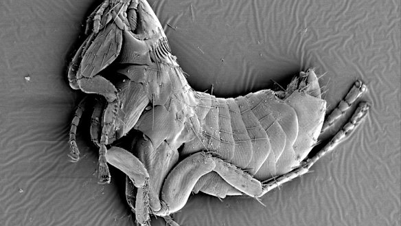 The sugar glider flea under a microscope.