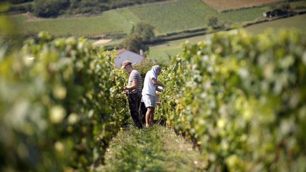 The French region of Burgundy is a favourite among wine buffs.