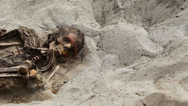 In the first round of excavations, the remains of 42 children and 74 camelids were unearthed in the fishing town of Huanchaquito, Trujillo.
