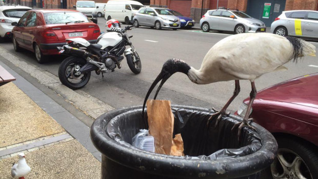 The Australian white ibis at its foraging best. 