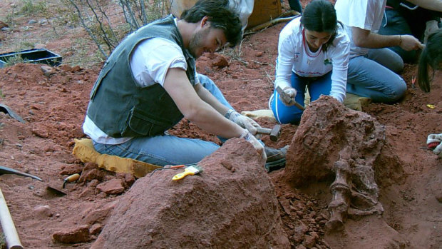 Study leader Juan Porfiri ,left, and students excavate vertebrae of the new predatory dinosaur Tratayenia rosalesi at the Tratayen site in Patagonia. 