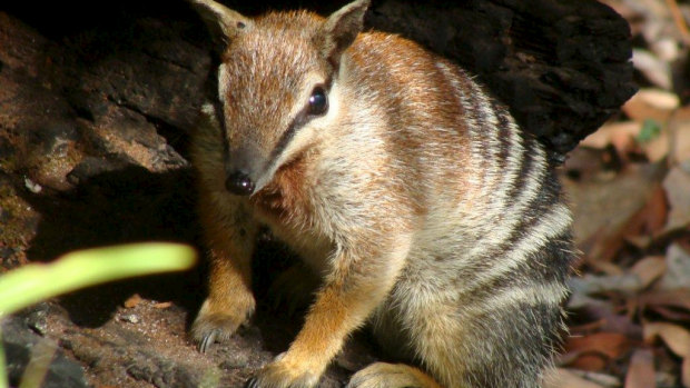 Industry groups are warning against weakening environment protections for wildlife. Endangered numbats are under threat from feral animals and habitat loss. 
