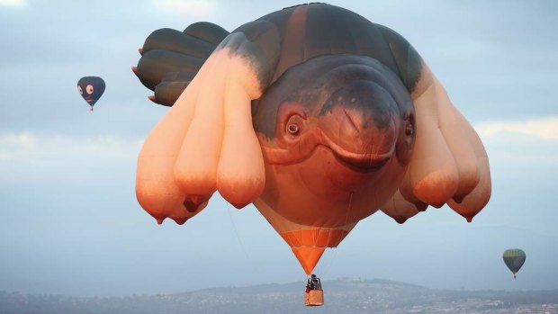 The Skywhale is at least twice as big as a standard hot-air balloon, weighs half a tonne and used more than 3.5km of fabric. 