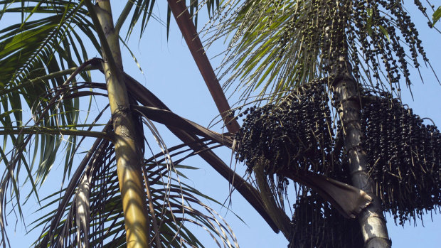 Açaí (Euterpe oleracea) palms in Brazil. 