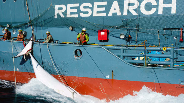 Japan says it annual slaughter of minke whales is required to learn about the Antarctic marine ecosystem.