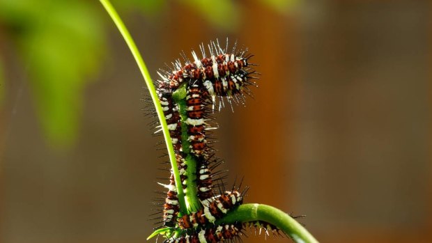 Caterpillars at the Melbourne Zoo. 